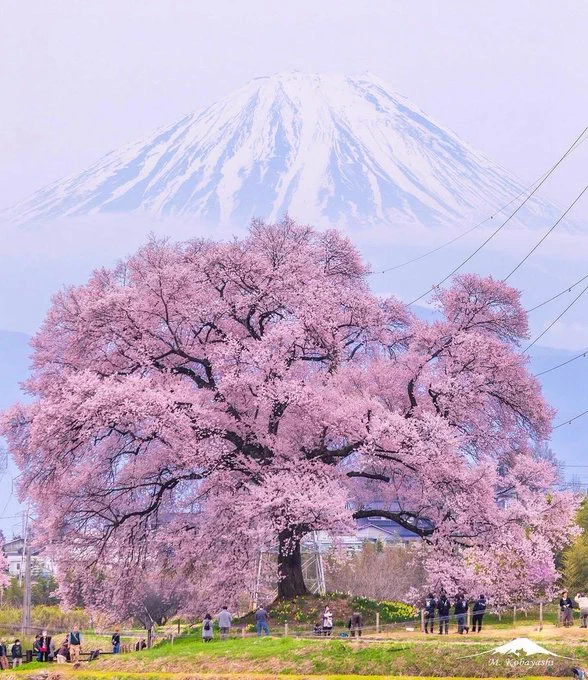 Wanitsuka no Sakura, a 330-year-old cherry tree, blooms beautifully against the backdrop of Mt. Fuji. https://t.co/jpllTbyS9M