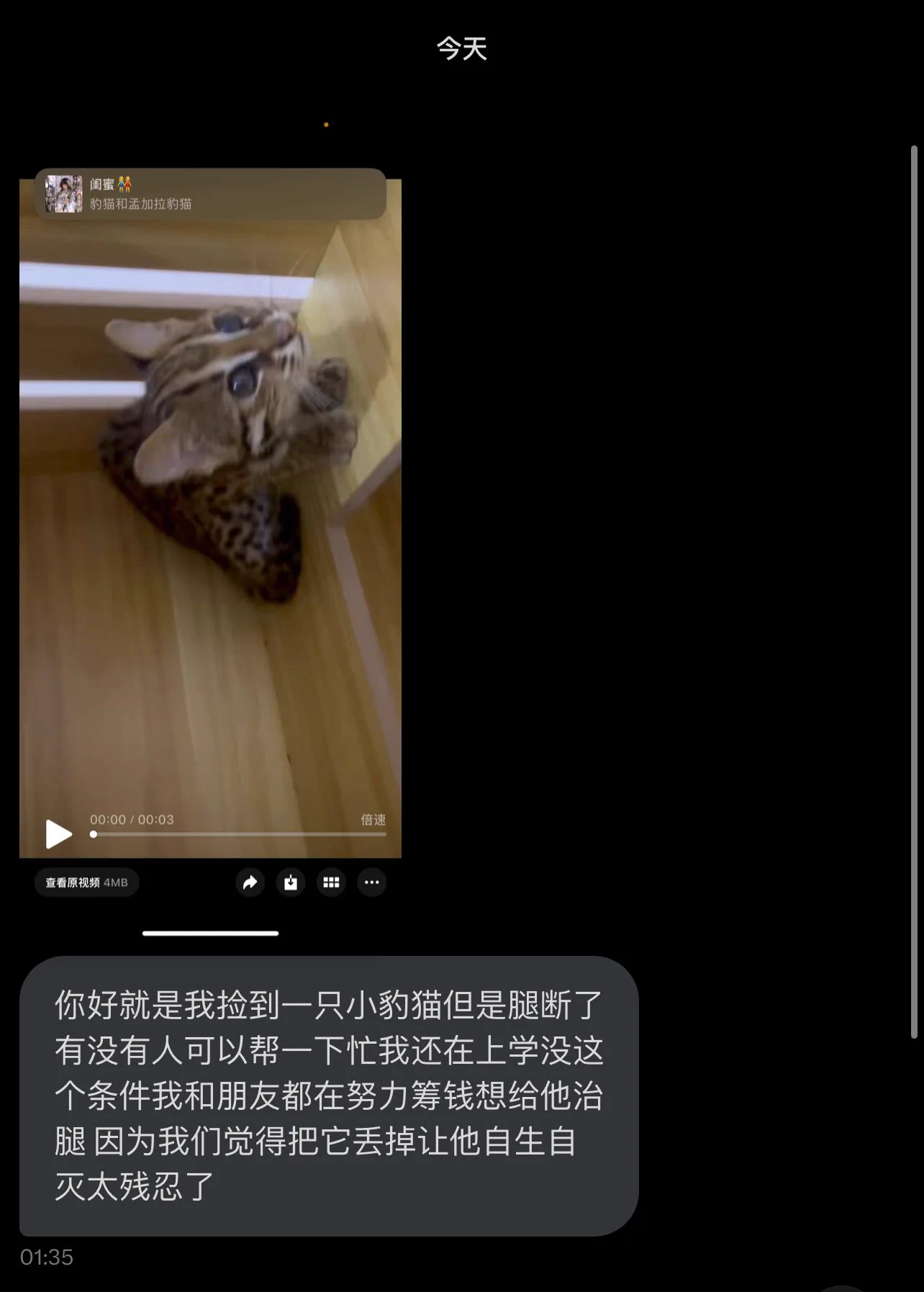 我说这个豹猫怎么这么豹 https://t.co/oJkyc7dBh8