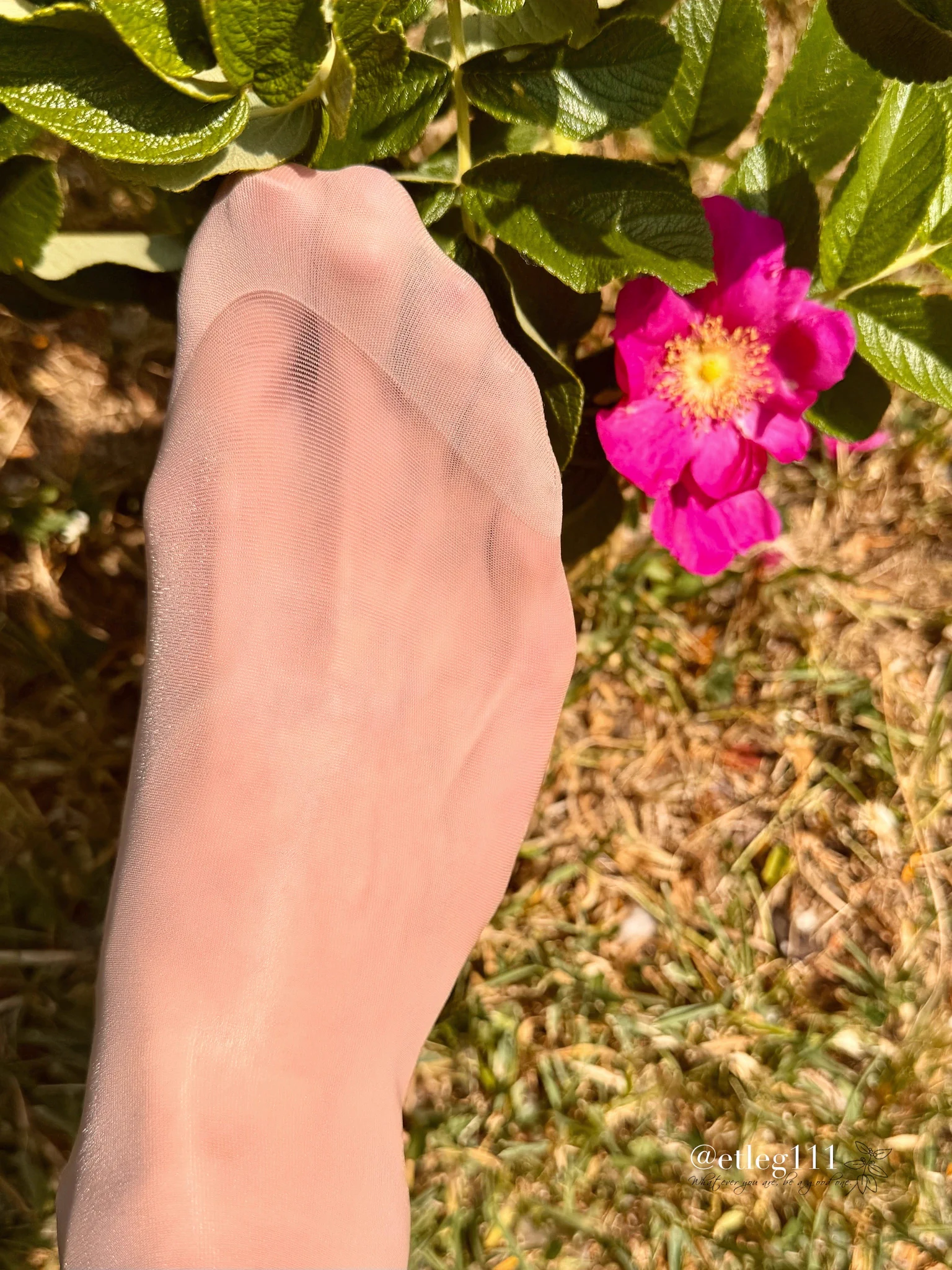 おはようございます☀
出勤途中、多分ハマナスのお花とストッキングつま先🌸📸
北海道も連日暑いですが、日中は湿度が低いので日傘があればまだ大丈夫😌
猛暑の地域はお気を付けて👋 https://t.co/6ZwtoVFTO0