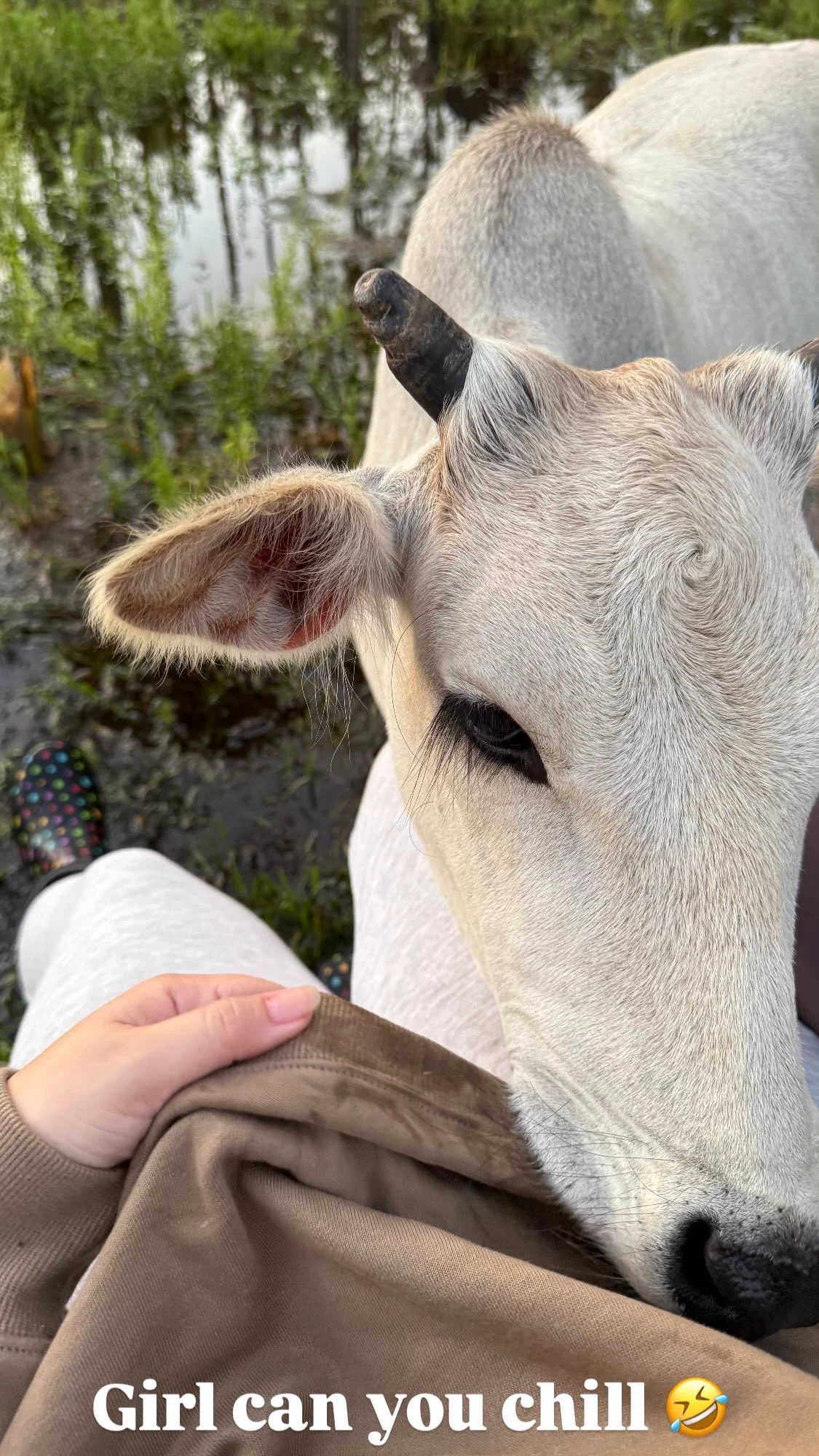Does anybody else’s cow love to chew their clothes or is it just Buttercup? https://t.co/6Vzx68n5ic