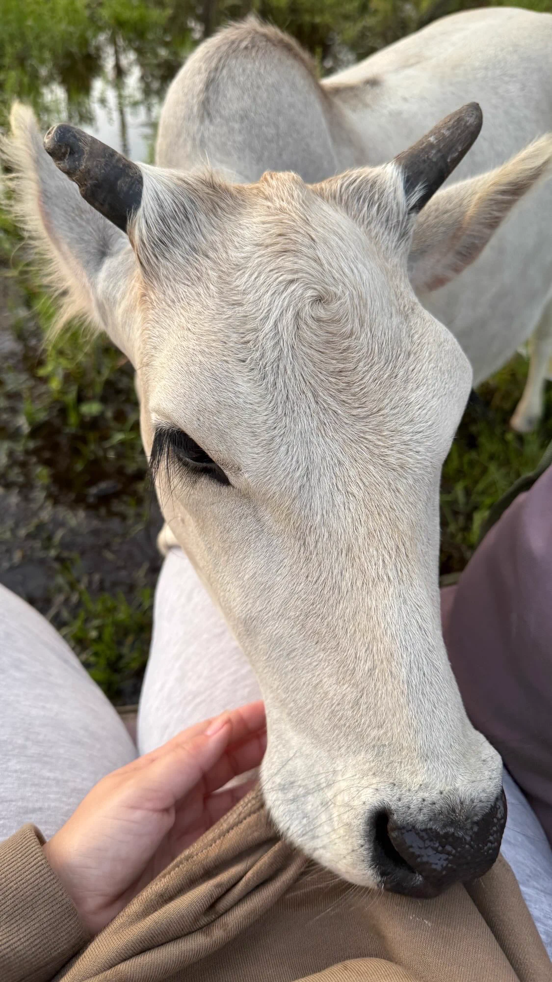 Does anybody else’s cow love to chew their clothes or is it just Buttercup? https://t.co/6Vzx68n5ic