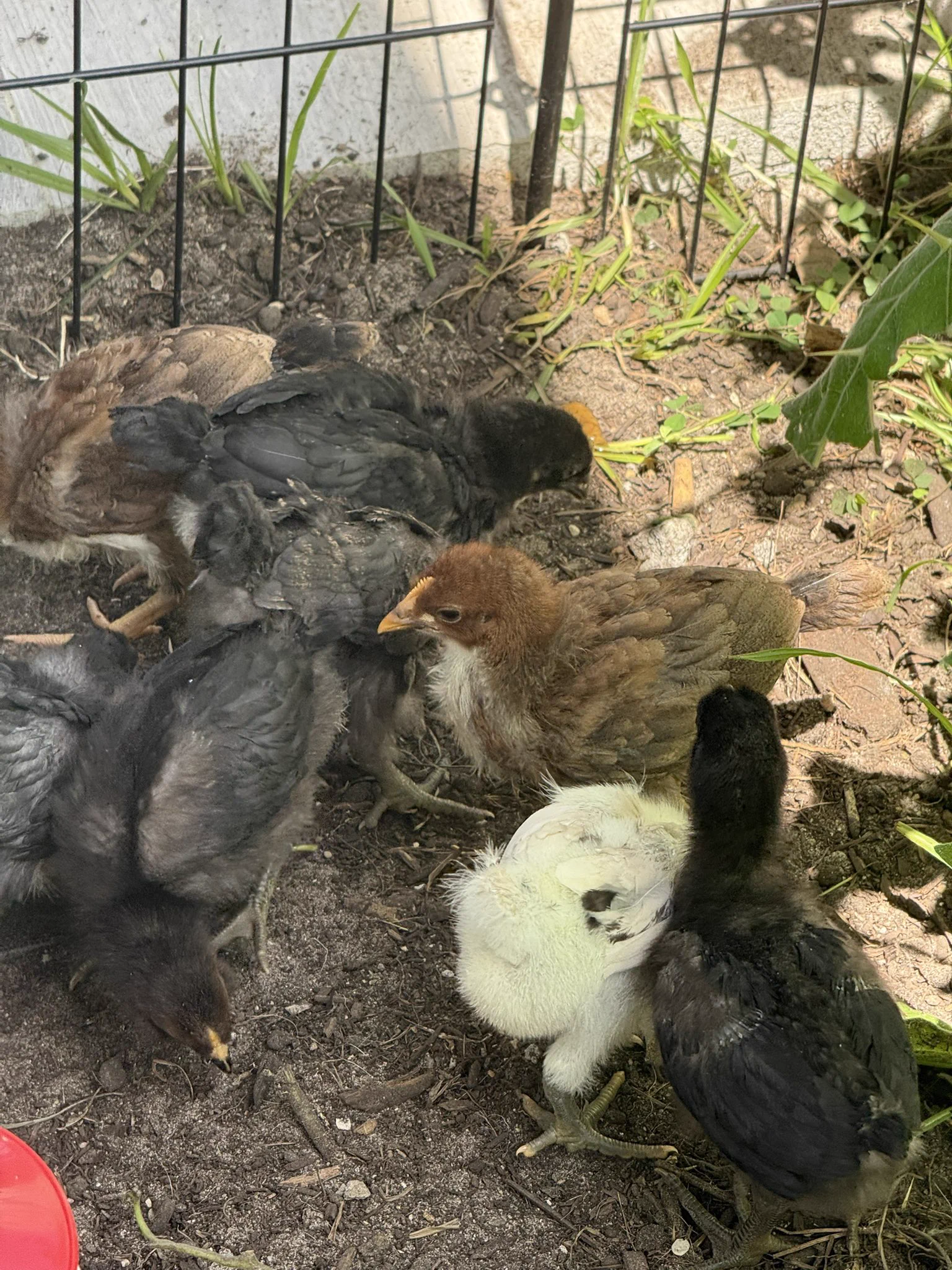 First time free ranging the chicks! Guess who’s my favorite 🤭 https://t.co/FhV1W3Ijdr