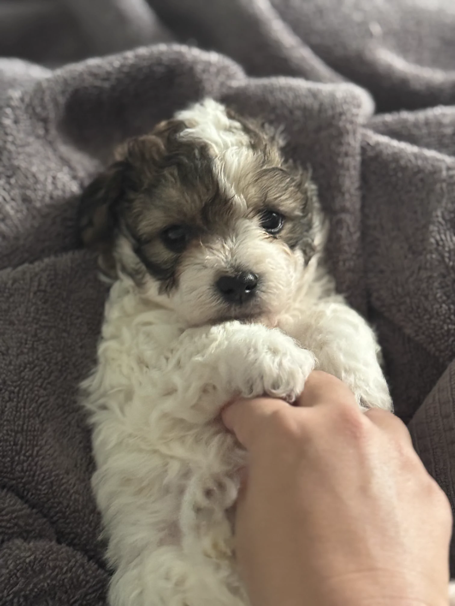 Meet Porter https://t.co/s28GO3ro4t