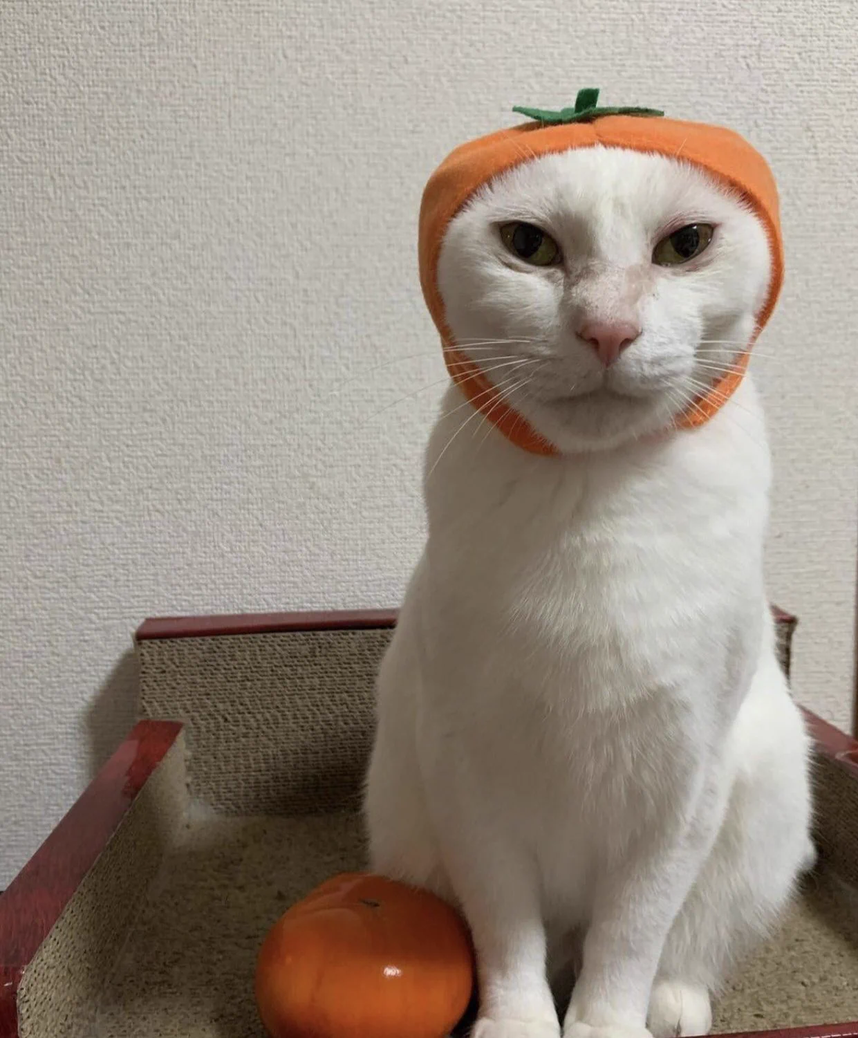 🍊 https://t.co/1xmrTKcPuj