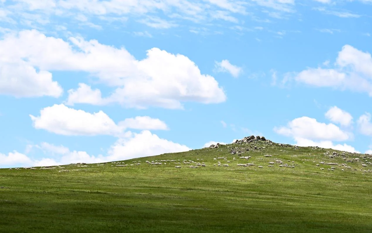 Rolling grasslands stretch to the horizon in East Ujimqin Banner, Inner Mongolia, where summer paints the landscape in shades of green. This vast prairie, part of Xilingol League, showcases the quiet beauty of northern China's open wilderness. https://t.co/SZNoX6R2Et