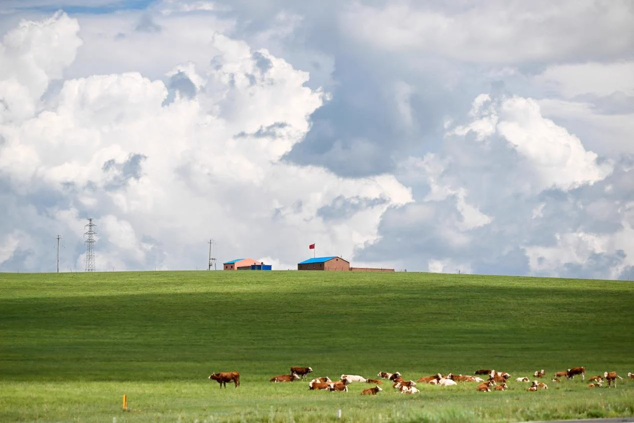 Rolling grasslands stretch to the horizon in East Ujimqin Banner, Inner Mongolia, where summer paints the landscape in shades of green. This vast prairie, part of Xilingol League, showcases the quiet beauty of northern China's open wilderness. https://t.co/SZNoX6R2Et