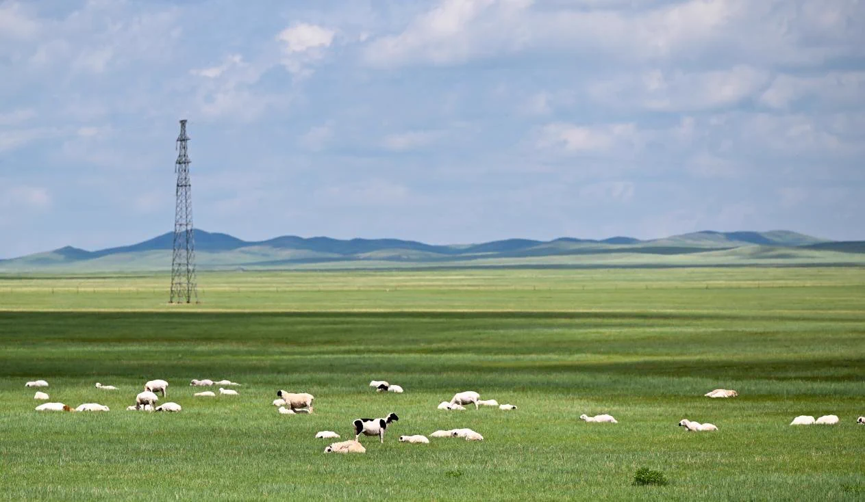 Rolling grasslands stretch to the horizon in East Ujimqin Banner, Inner Mongolia, where summer paints the landscape in shades of green. This vast prairie, part of Xilingol League, showcases the quiet beauty of northern China's open wilderness. https://t.co/SZNoX6R2Et