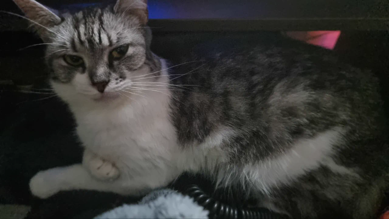 Sorry, guys. Tomorrow's stream is cancelled. Today my beloved Megaera passed away. I feel no strength to play and stream. Hope, you understand. https://t.co/Vv4mUcajCM