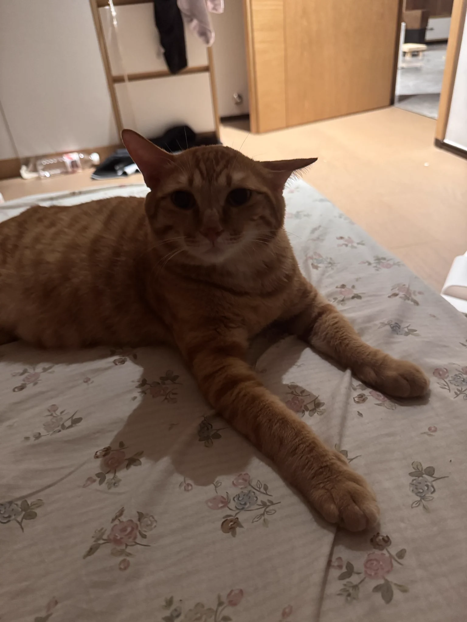 橘猫这一块/. https://t.co/khYW8pYlg7