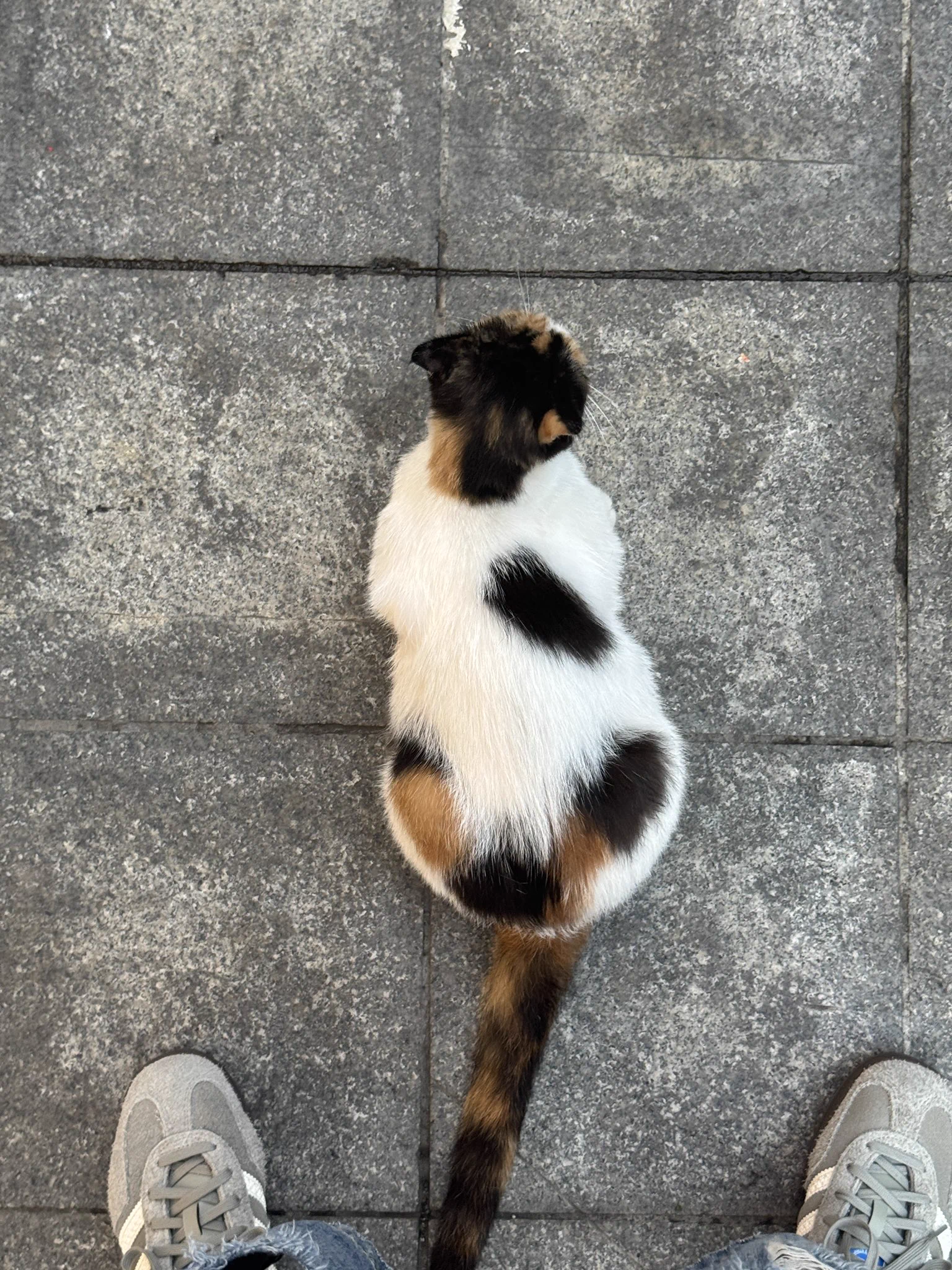 老鼠猫，头超小，肚子怀孕了大大的，可怜 https://t.co/Yf8MHHiYr0