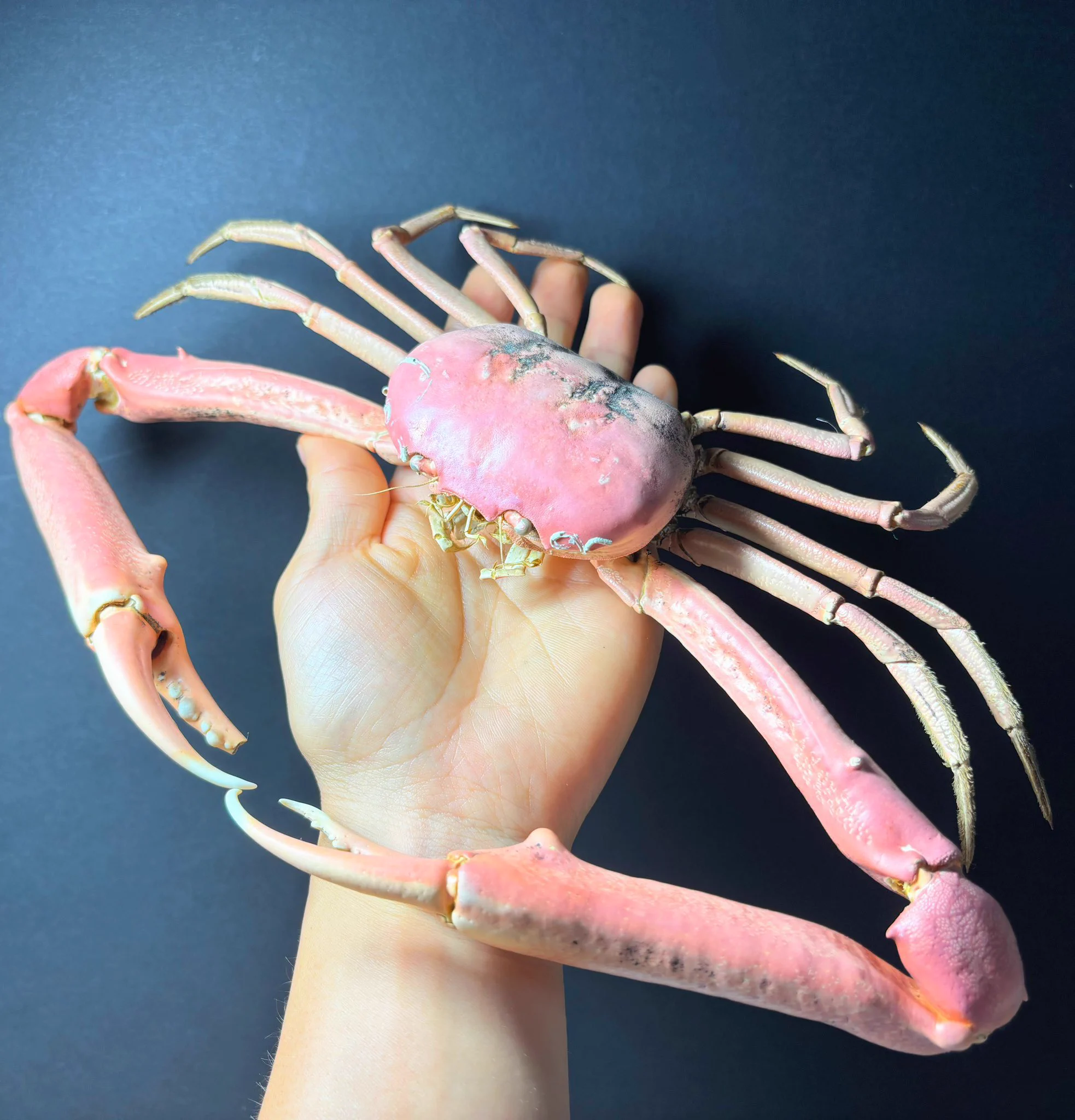 エンコウガニの乾燥標本
Carcinoplax surgensis https://t.co/VTy8wlxHxF