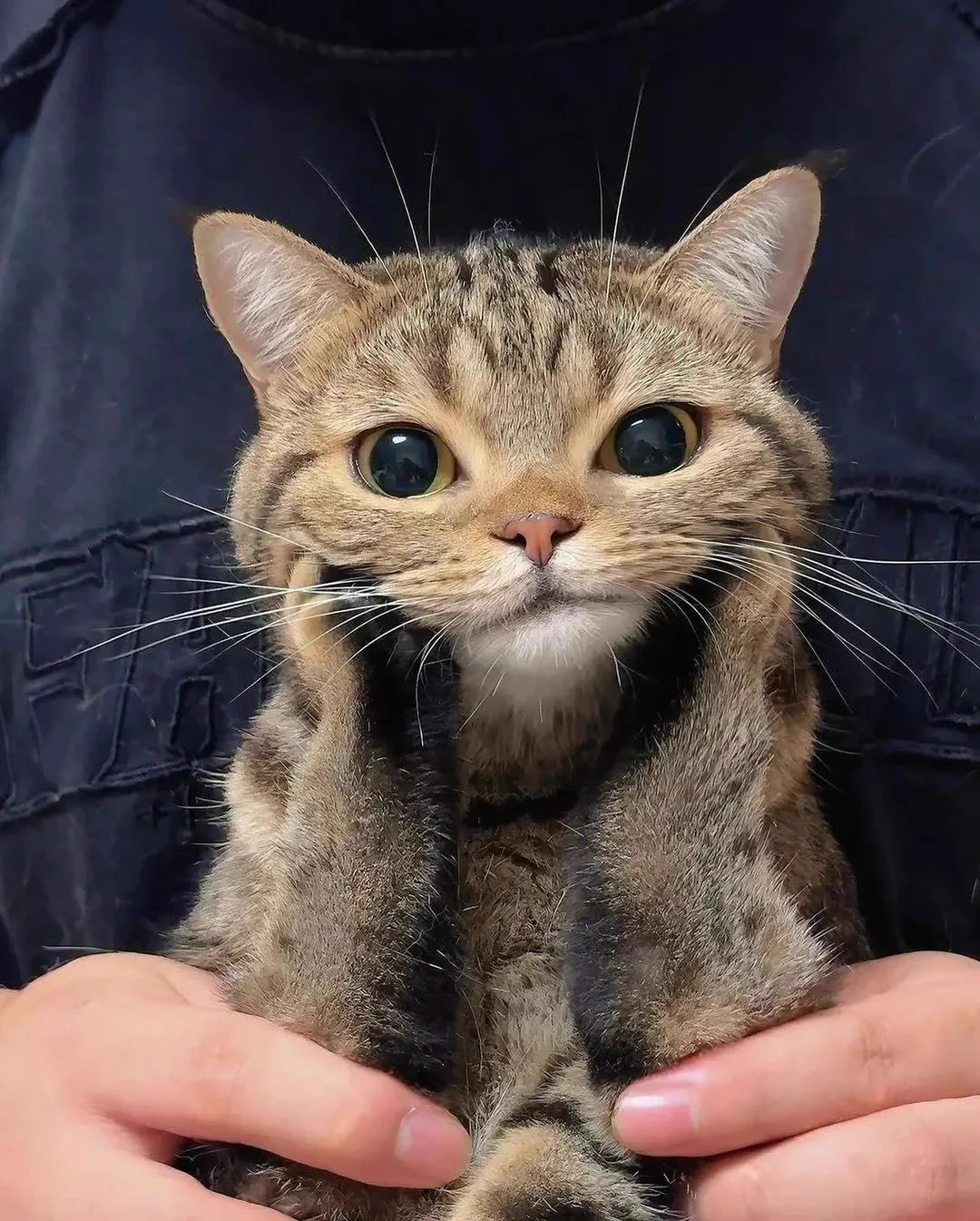 没人和我玩 发个猫猫看一下 https://t.co/pH4gjlqIzT