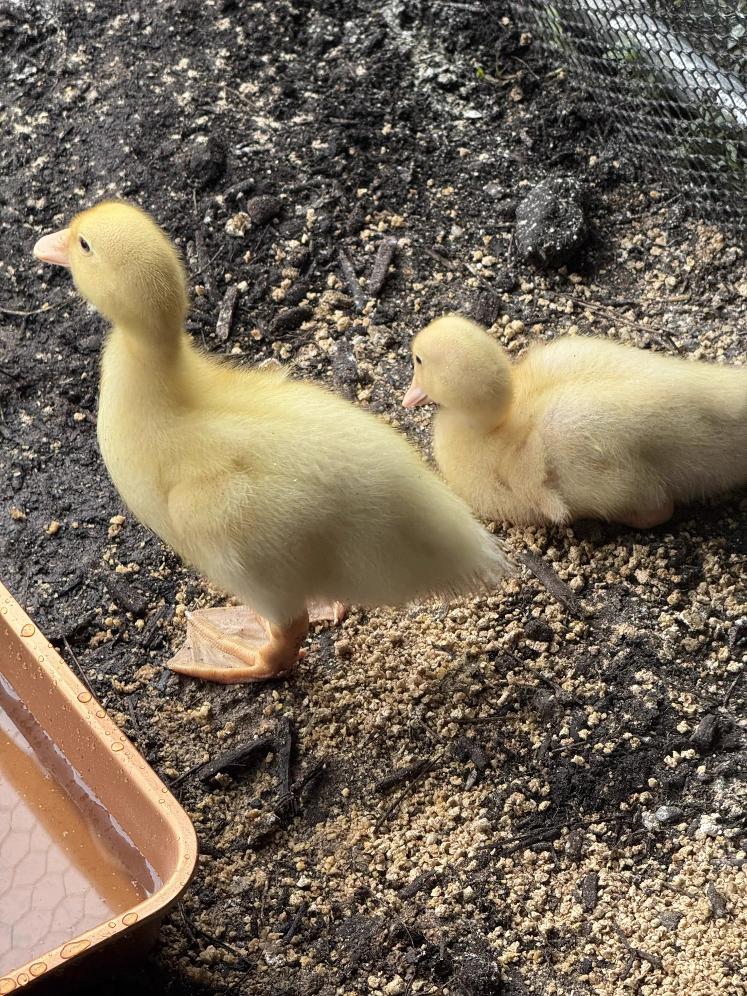 My ducklings were looking a little lonely so I got them some friends 🫣 https://t.co/JkKtzT29nN