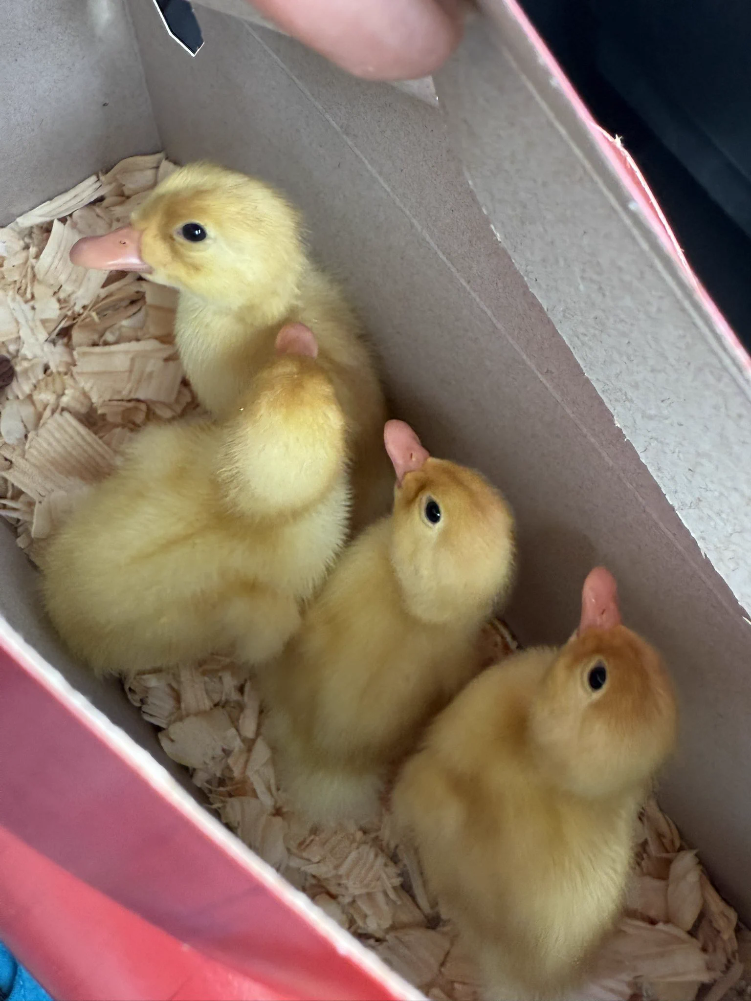 My ducklings were looking a little lonely so I got them some friends 🫣 https://t.co/JkKtzT29nN