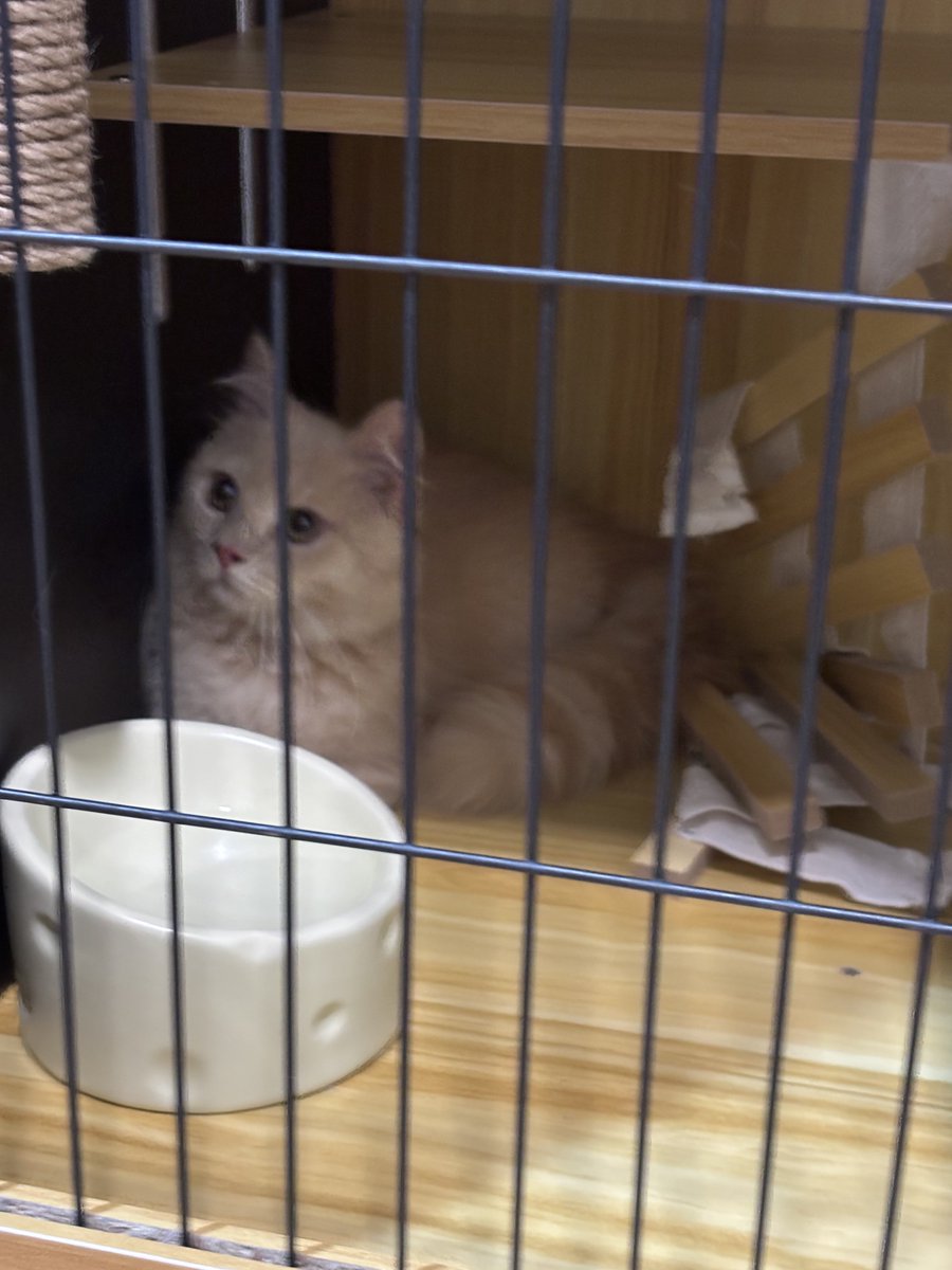 昨天終於去把我的貓兒子接回來了！！
本來一直因為想搬家猶豫很久要等搬完家再接還是先接回來
最後還是因為找室友進度落後
加上還沒找到想要的房子
於是決定先把家裡整理的差不多之後接回來再說
嗚嗚我真的忍超久的
接回來之後感覺整個人都變幸福了
他真的好可愛😻
也要謝謝陪我去接貓咪的推友！
順便幫我的貓兒子徵一個乾爹哈哈哈哈
附上他剛搬進新家就把家裡梯子拆掉的犯案現場