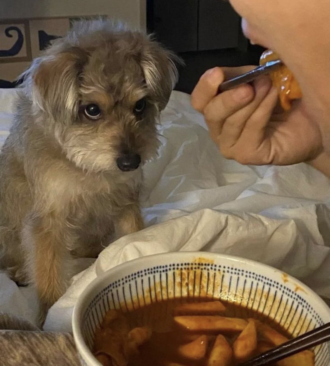 好好笑😂 粉絲先吃

#狗狗表示啊我的呢 https://t.co/apCW2FrauK