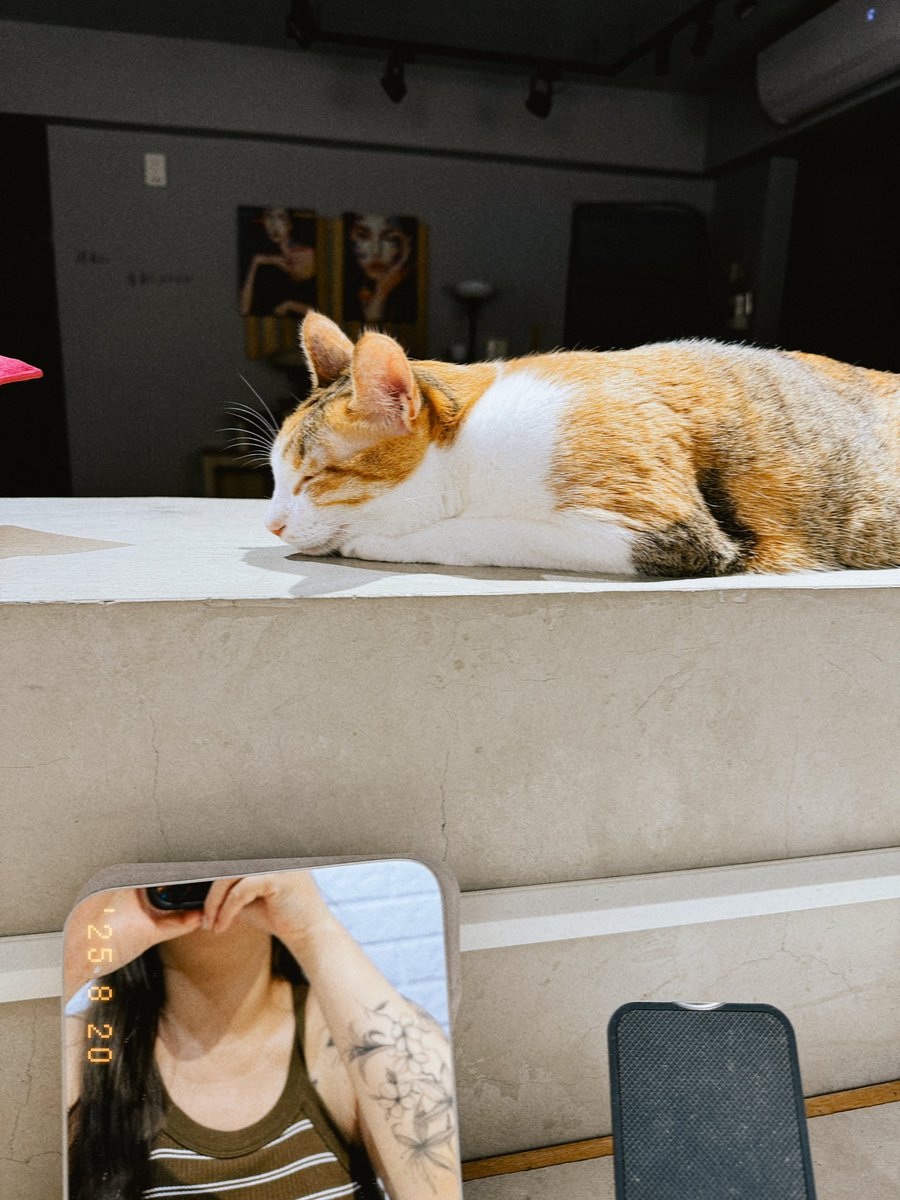 明白很多的來來去去都是人生必經的課題
也試著去釋懷很多的分離
要說我習慣了嗎？倒也沒有
是開始學習先在意自己、保護自己
只有我先開始保護小時候那個慌張無措的自己
學習不再那麼容易責怪自己
也不要義無反顧的奉獻自己
畢竟小時候我當時一個人也很無助

還好，我的貓會一直在 https://t.co/iJKUgi1Dsv