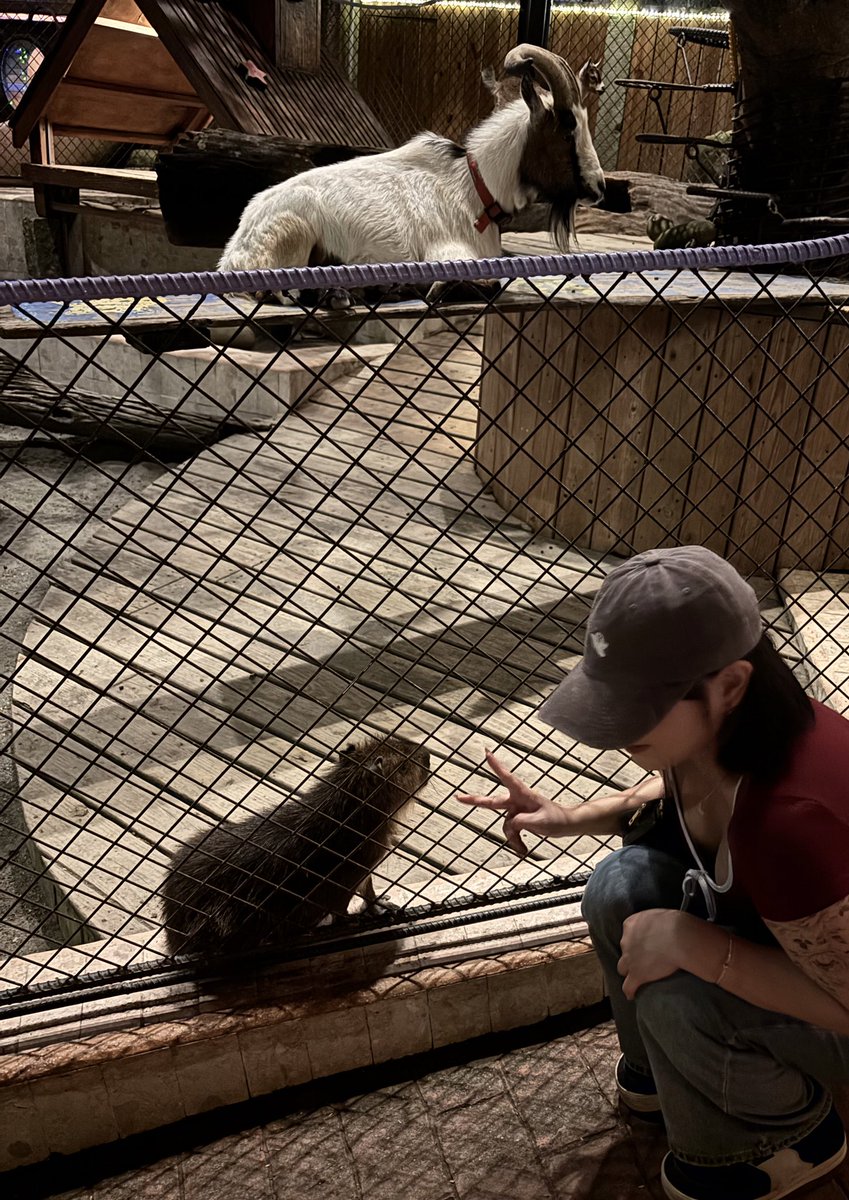 來摸摸小動物^.^✌️ https://t.co/EsUrzMnNI5