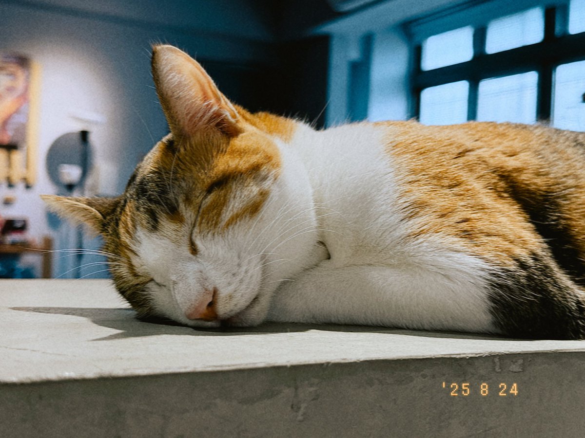 最近的快樂來源都是貓
這是我人生中做的最正確且不後悔的決定
從一個對寵物無感到現在溺愛的主人
無法解釋自己為什麼會有這樣的轉變
很多事情確實沒辦法說太死
都有轉變的可能

就像有一天，過著過著
也想不起那些過客的臉了 https://t.co/SvtzUShqBx