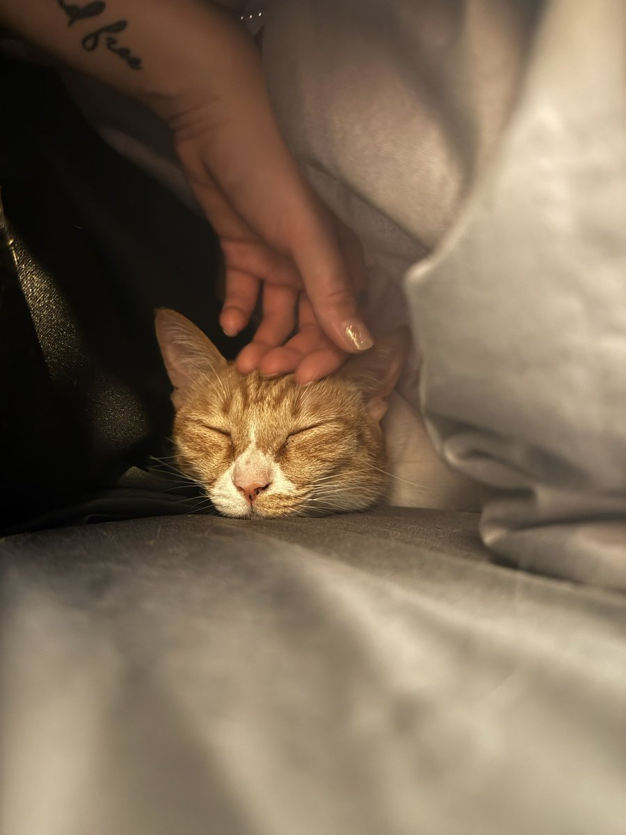 最近的快樂來源都是貓
這是我人生中做的最正確且不後悔的決定
從一個對寵物無感到現在溺愛的主人
無法解釋自己為什麼會有這樣的轉變
很多事情確實沒辦法說太死
都有轉變的可能

就像有一天，過著過著
也想不起那些過客的臉了 https://t.co/SvtzUShqBx