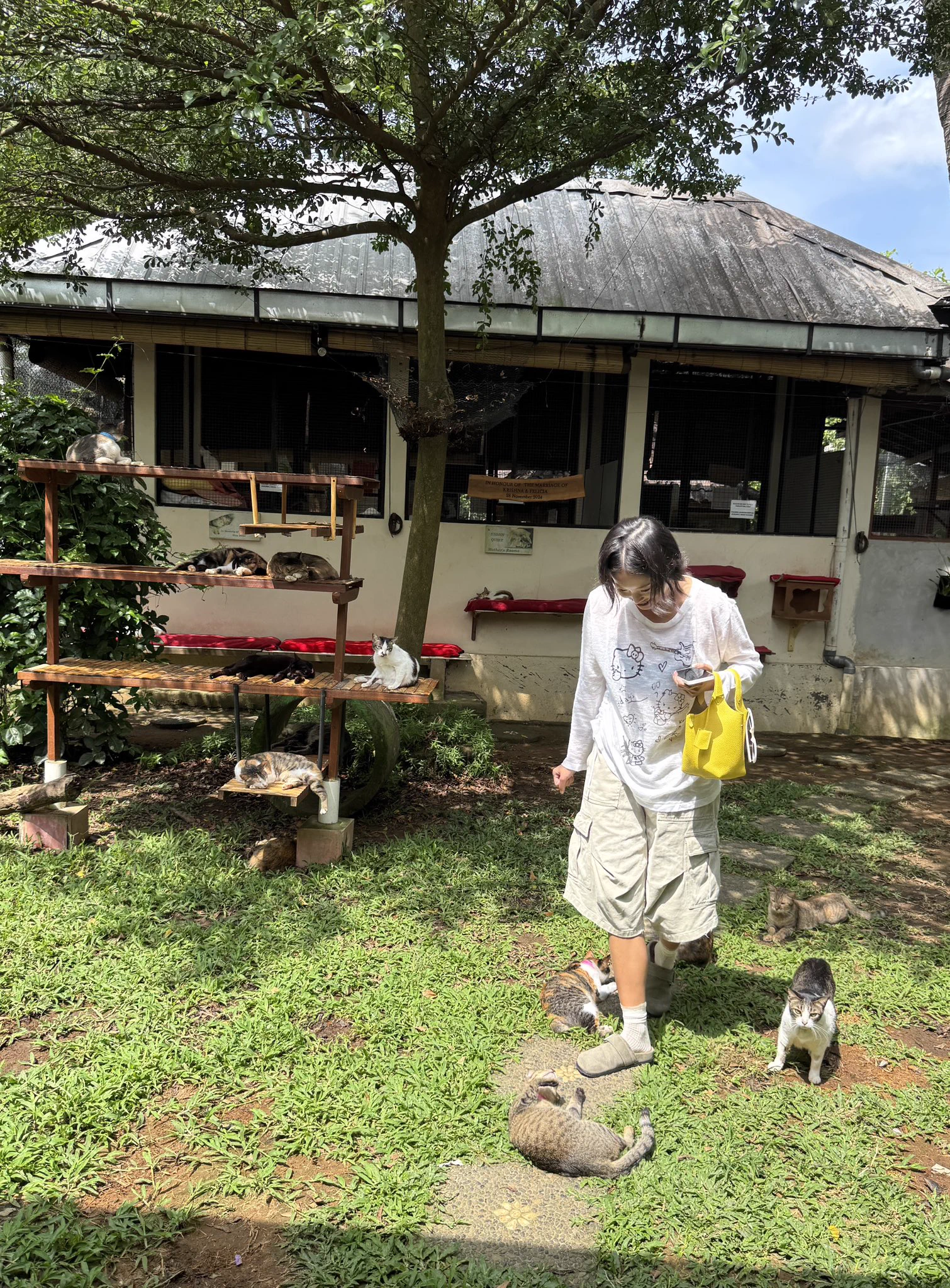 I rarely do this kind of post but I have been in this wonderful place and I give them this little boy living in the street. 
Please donate to them if you can. They have over 750 cats and are all volunteers. Villa Kitty. Link below! Thank you 🙏 https://t.co/DjYreMsygf