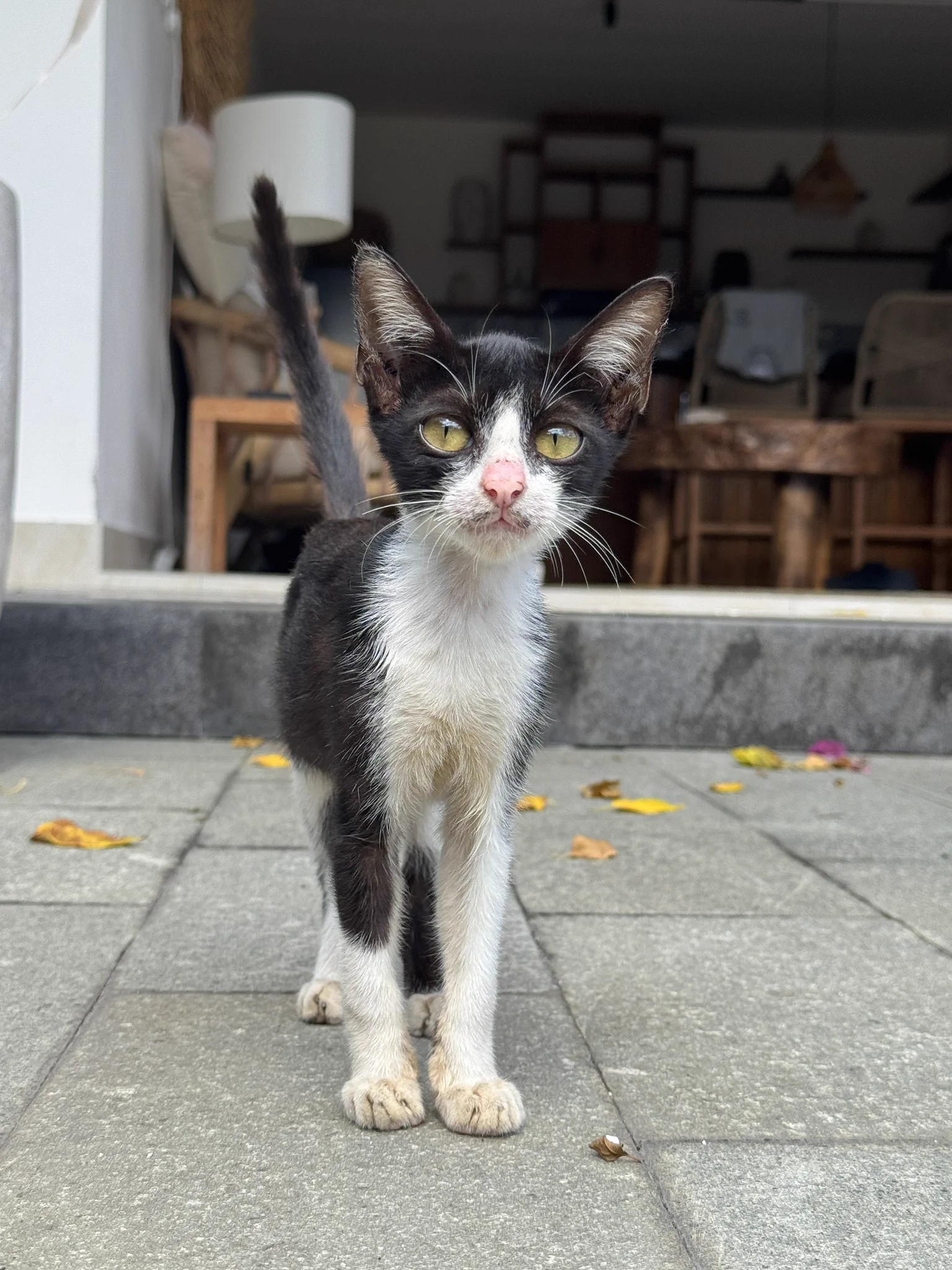 I rarely do this kind of post but I have been in this wonderful place and I give them this little boy living in the street. 
Please donate to them if you can. They have over 750 cats and are all volunteers. Villa Kitty. Link below! Thank you 🙏 https://t.co/DjYreMsygf