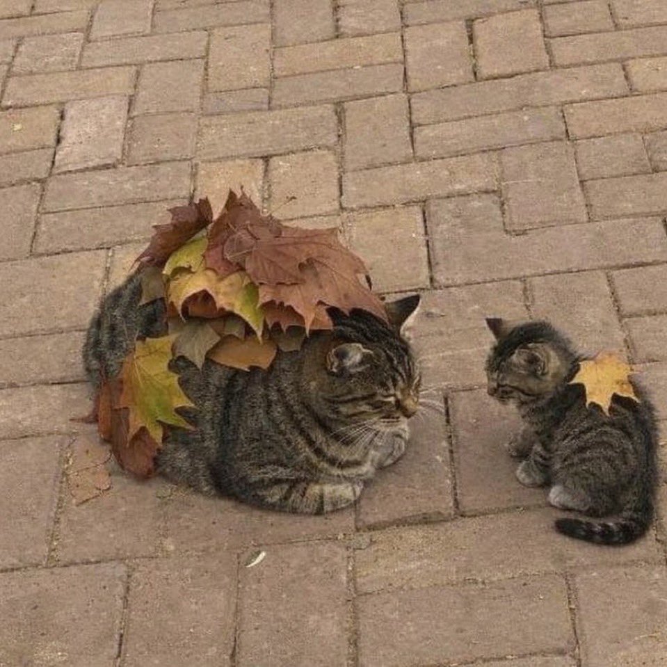 お母さんの真似する子猫、見つかる...🍂 https://t.co/uo2MQ6C8um