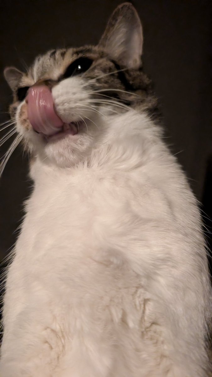 飼い主の様子を見にきた  すごい顔で https://t.co/see842NnAj