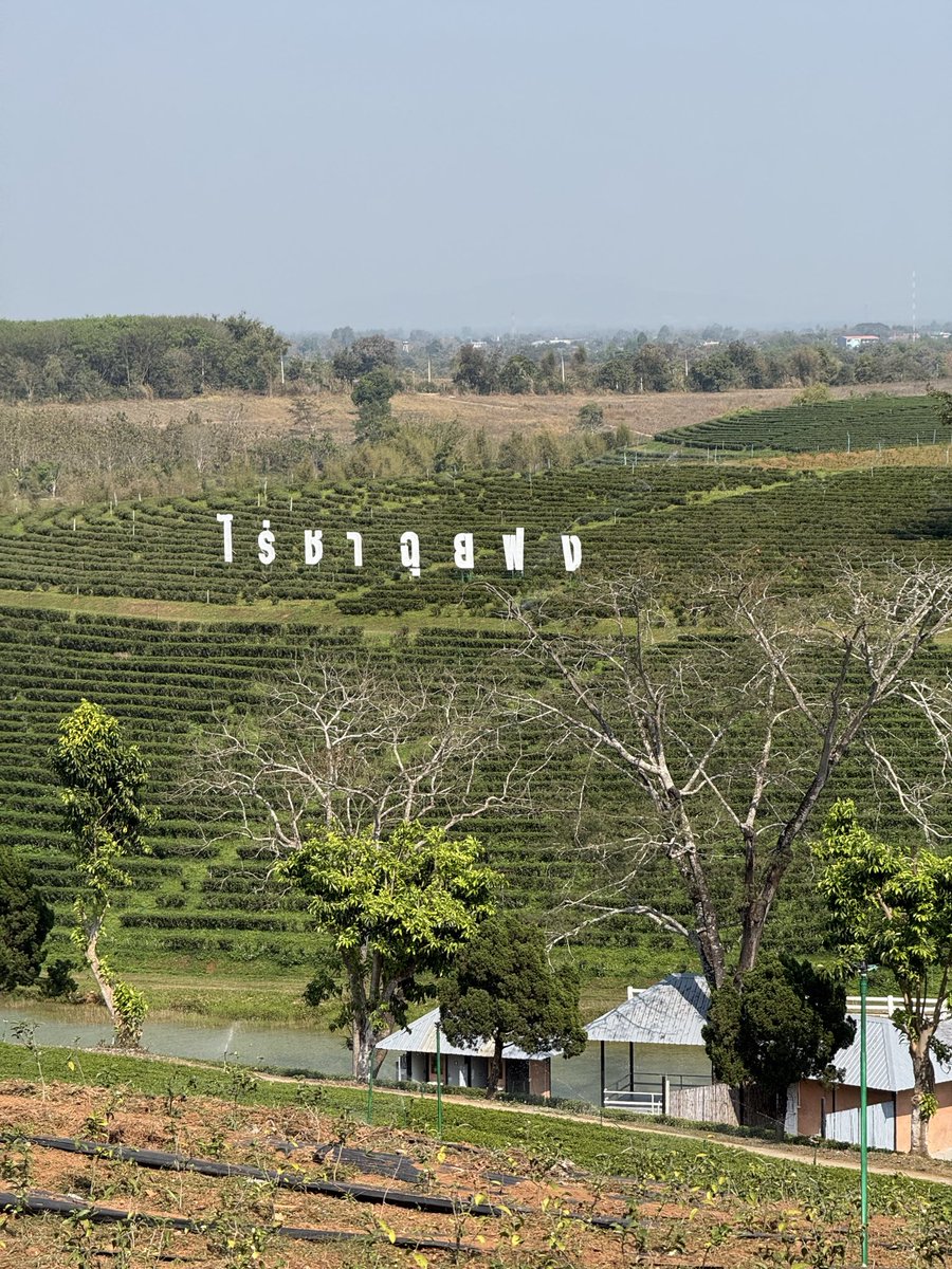 อยากเจอหมอกต้องขึ้นเขา….ไม่อยากเหงาต้องไปไหน…
#ไร่ชาฉุยฟง อ.แม่จัน เชียงราย https://t.co/DT1pIZgAIg