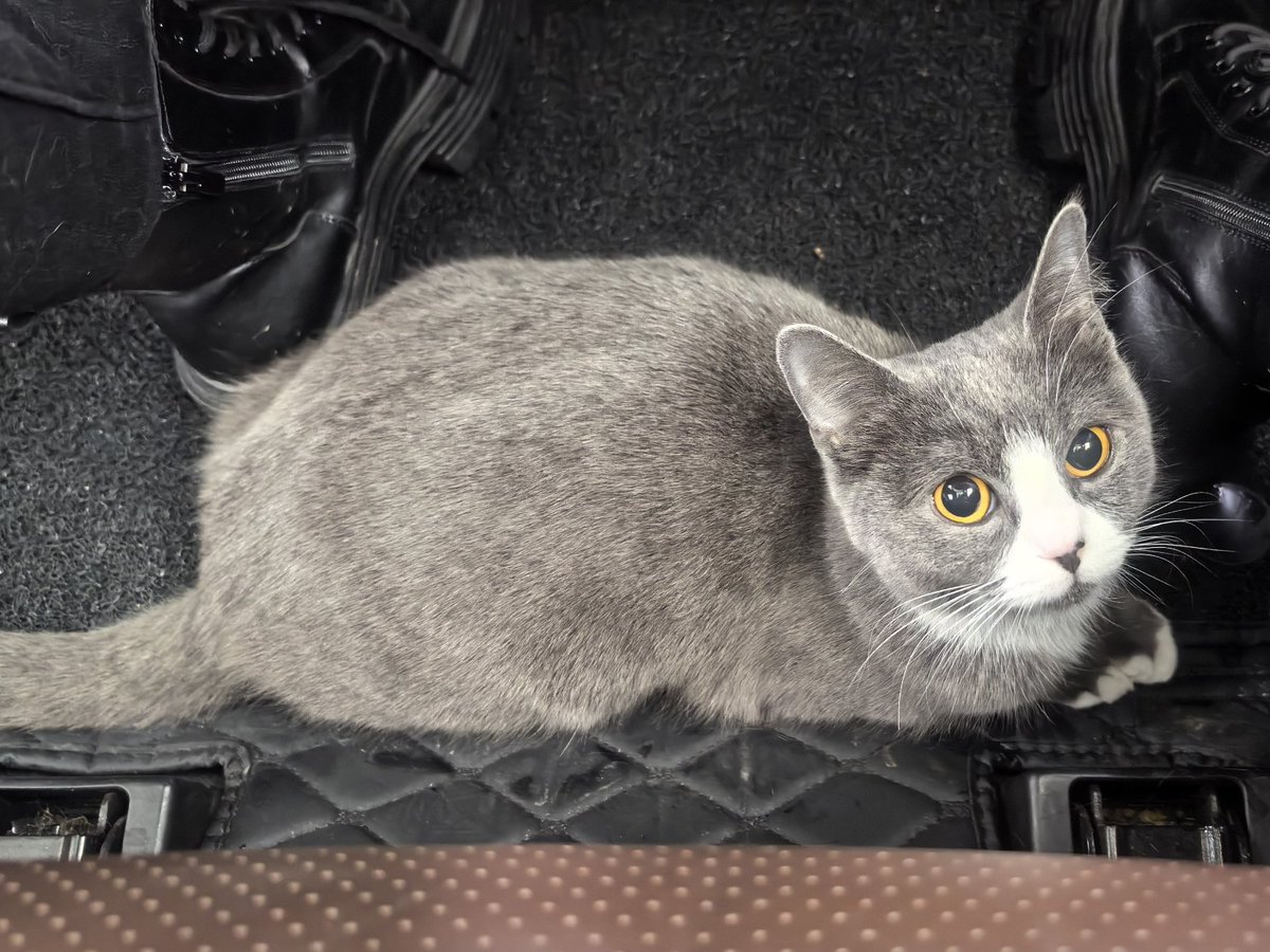 无法离开灰色小猫，所以带回爷爷奶奶家过年
最近在陪爷爷放风筝，捏小黄狗，玩泰拉瑞亚，准备新的布标马甲，睡觉，睡觉，睡觉 https://t.co/5Jk1fldaFw