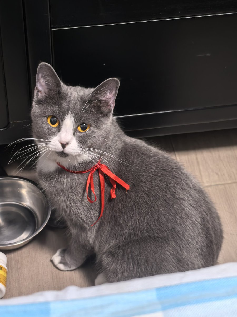 无法离开灰色小猫，所以带回爷爷奶奶家过年
最近在陪爷爷放风筝，捏小黄狗，玩泰拉瑞亚，准备新的布标马甲，睡觉，睡觉，睡觉 https://t.co/5Jk1fldaFw