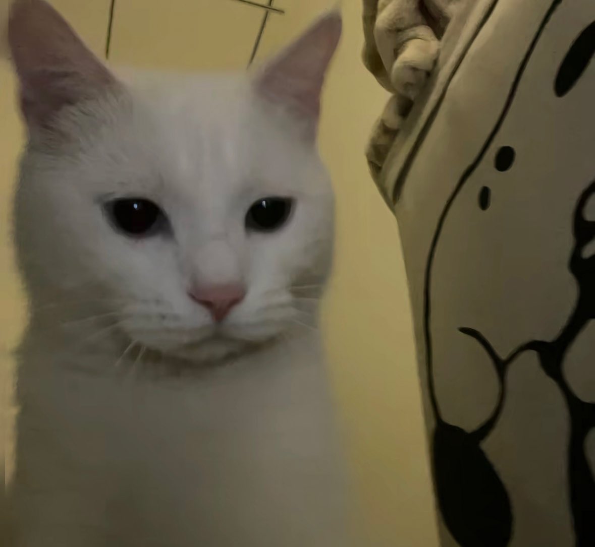 感覺現在的推特好無聊，以前會在space里大家一起聊到深夜，笑到流眼淚，也認識了很多女生，現在推特感覺很冷清，一股人機味！！ https://t.co/f9BFbJeuUE