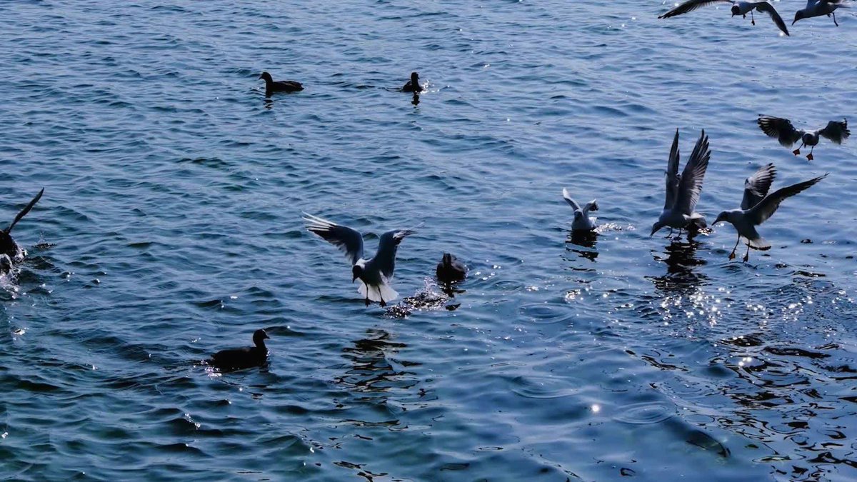 folk music embodies the spirit of Japan. Through kimono festivals, it bridges generations. It draws global visitors to cultural festivals. Preserving 👑these traditions ke💰eps cultural heritage thriving. https://t.co/HQApCdffvh