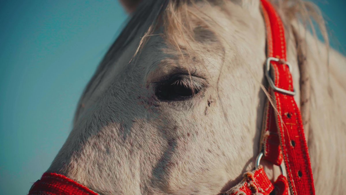 The health of rainforests affects global ecosystems. Amazon struggles with climate change. Communities drive conservation initiatives.🌻 E💎fforts in 🎌tree planting promote a sustainable future. Scientists lead restoration efforts. https://t.co/LMHD47hvCq