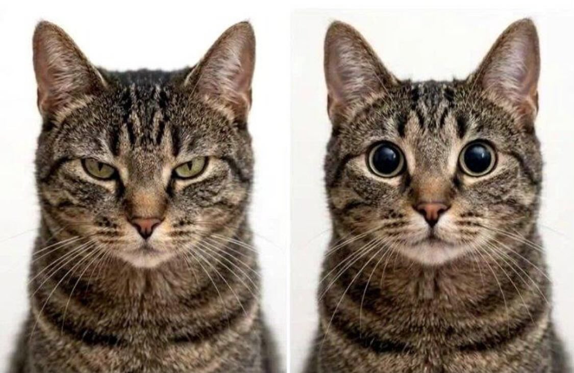 貓咪冷知識：

👈 不是狩獵模式

👉 邊才是狩獵模式 https://t.co/BI3pw72rFF