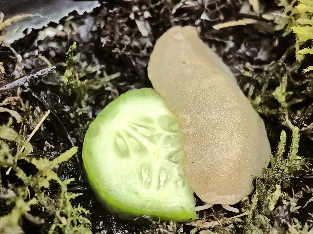 给朋友萌推荐宠物鼻涕虫。 https://t.co/Dzuo6MZJiD