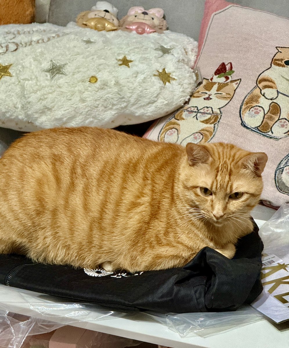 𝙋𝙊𝙑 𝙤𝙛 𝙢𝙮
𝘽𝙧𝙖𝙣𝙙 𝙉𝙚𝙬 𝙏𝟭 𝙅𝙖𝙘𝙠𝙚𝙩 🥹 https://t.co/FKJrCtW6bk