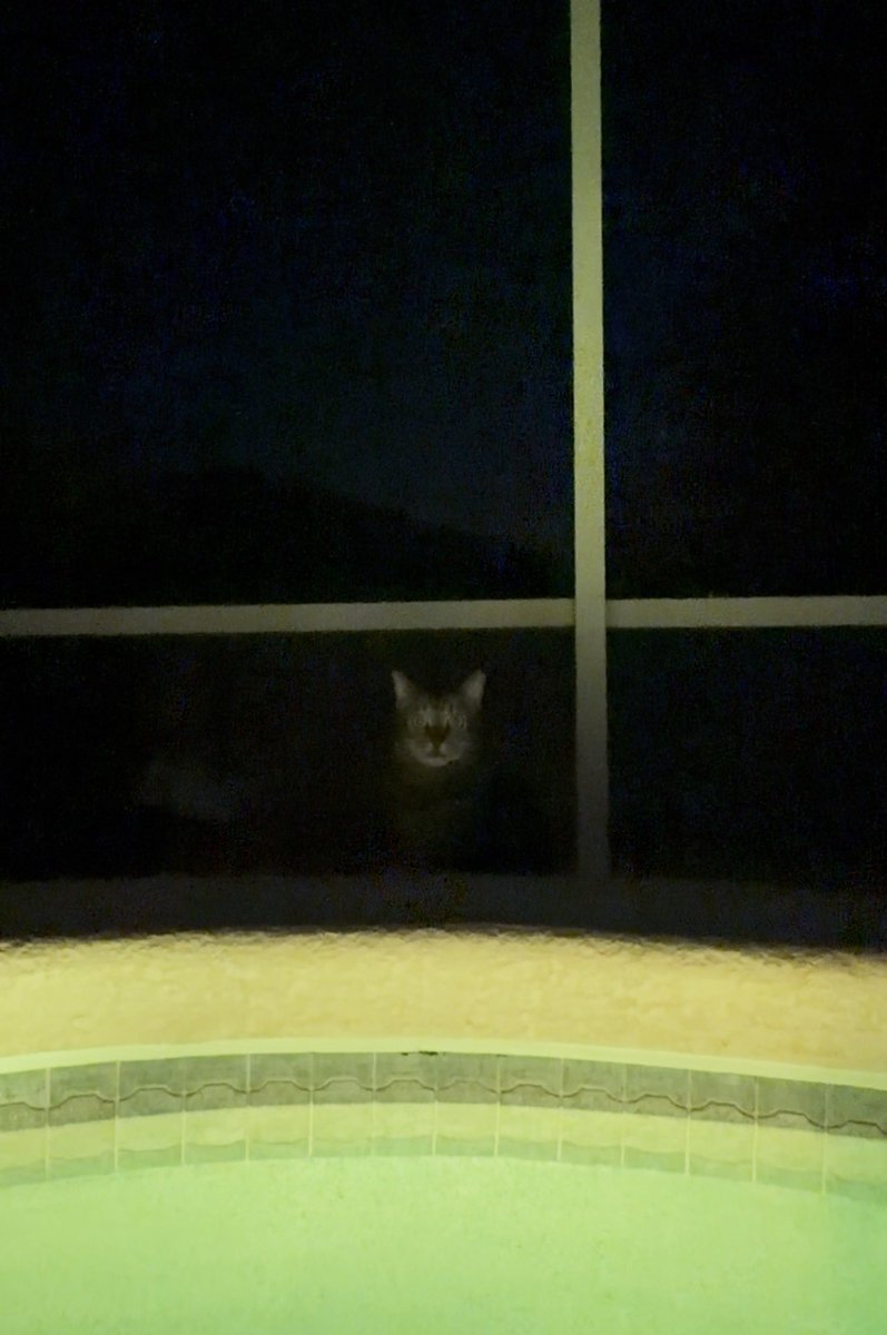 Stalker 😭🐈 https://t.co/o0WGKffceX