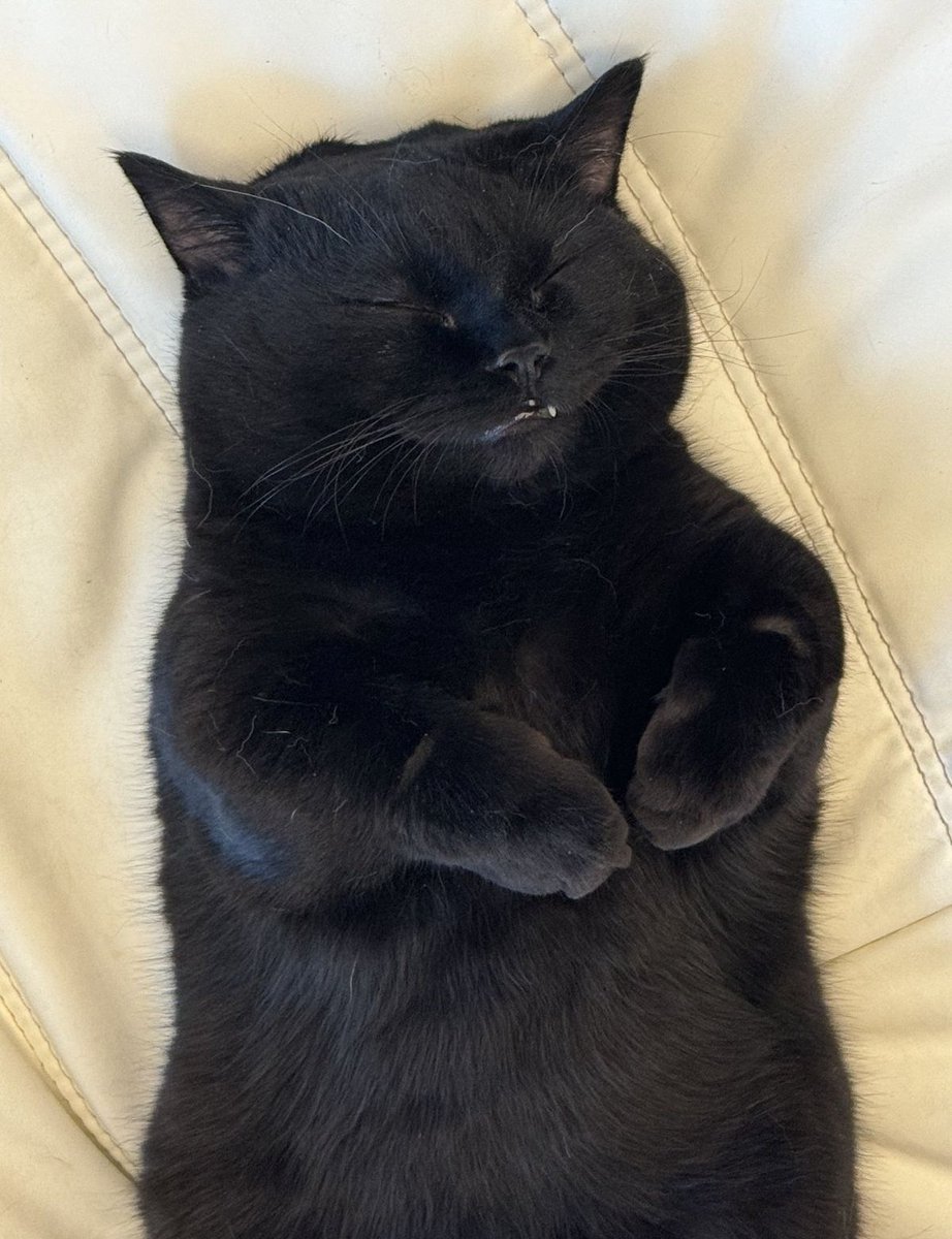 He's dreaming of candy and kibble https://t.co/smcXAuSjHq