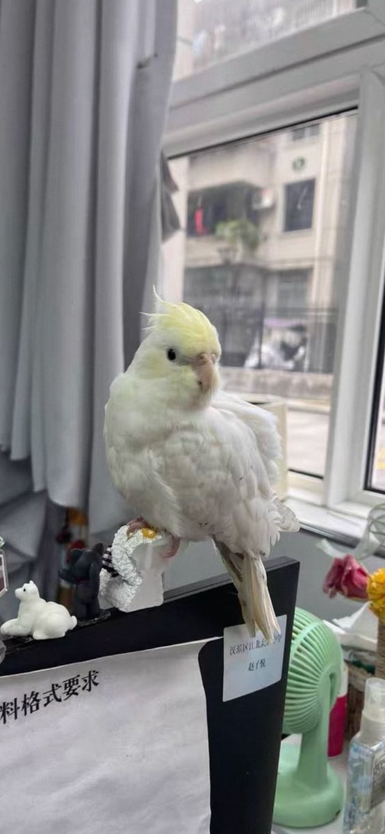 特别想养一只自己的小鸡 https://t.co/Jf5bR43xw3