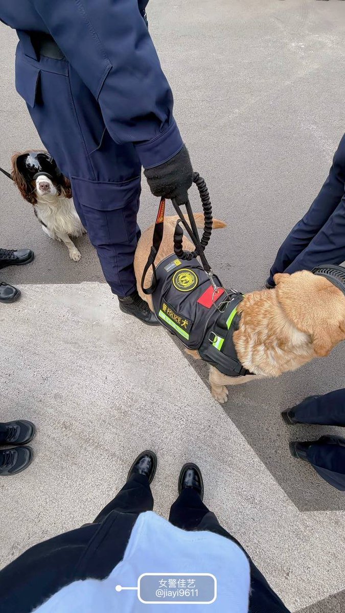 不许你们说自己是舔狗，因为只要参加过军训，你们就是军犬啦… https://t.co/ZgbeHMW2Ps