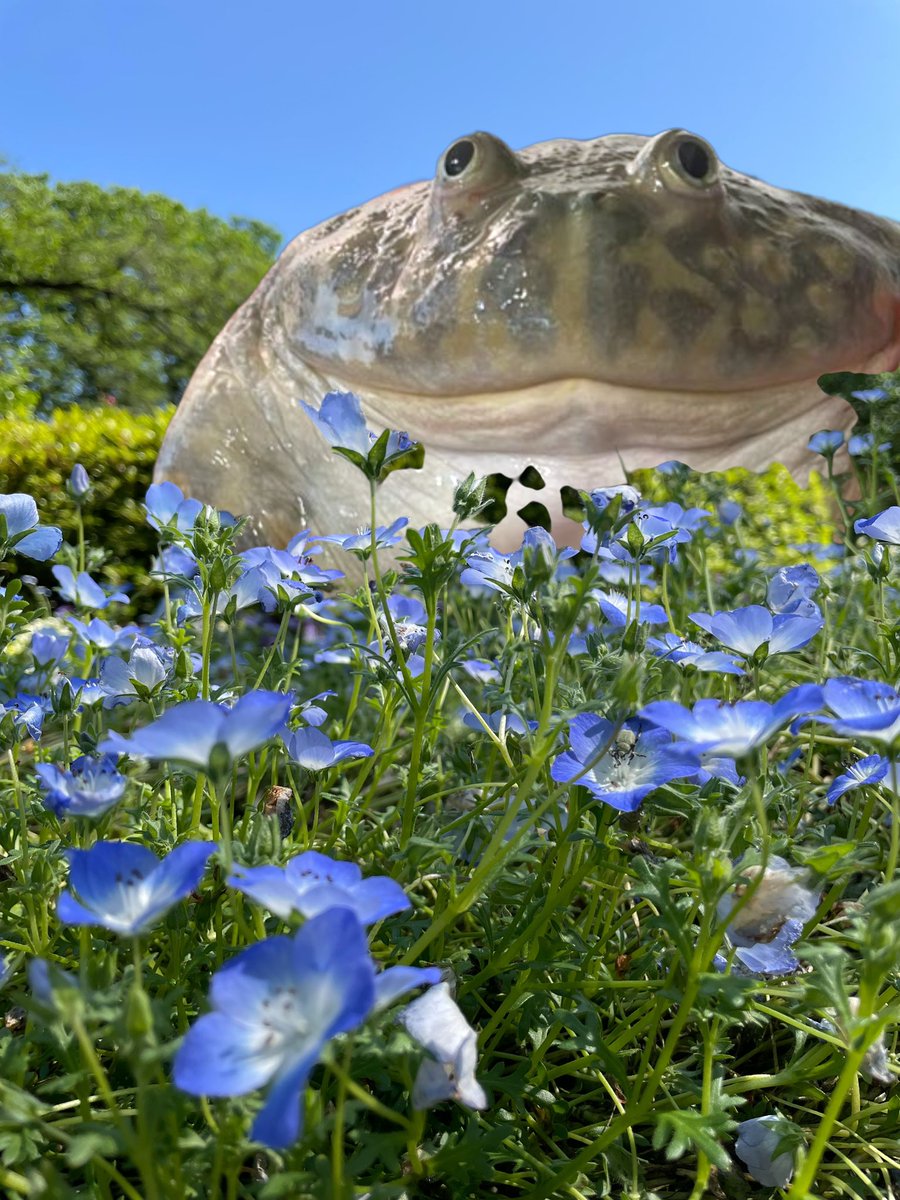 でっかいカエルすき？ https://t.co/7Y5EvkBKP3