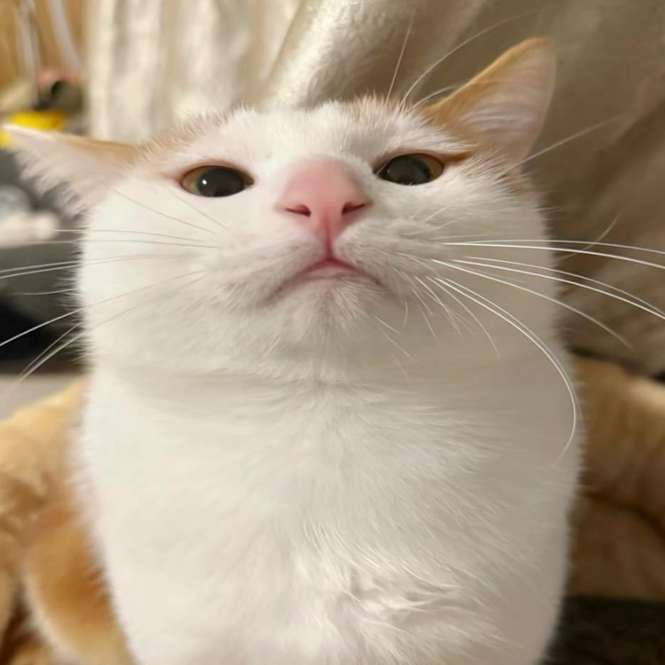 小貓不想更新 https://t.co/VRC9O3Dq6Q