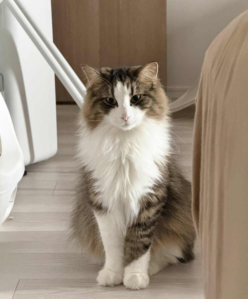 これでまだ1歳半です。BIG‼️ https://t.co/1AqNtUwSCn