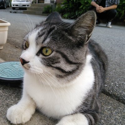 nekotaro99