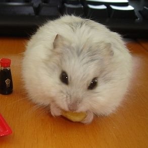 Hamsterie