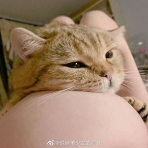 shapaozi666