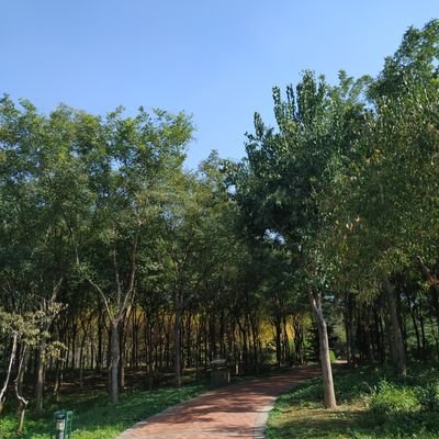 MisterHanyan