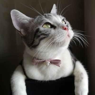 槑猫氷