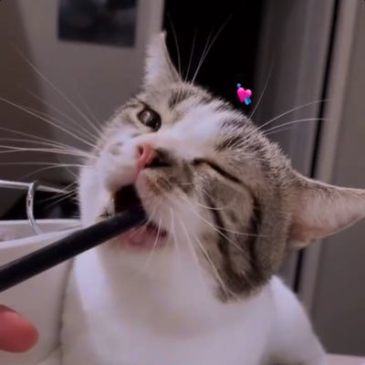 kitty2002102